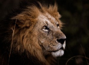 Lion – Signification et symbolisme des rêves