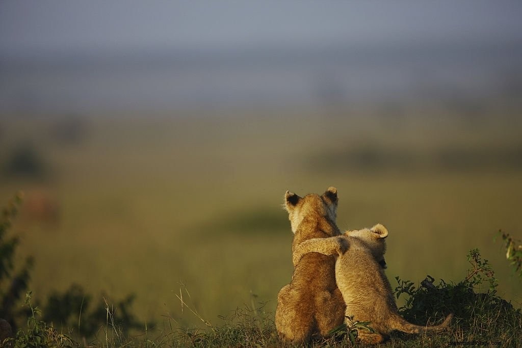 Lion – Signification et symbolisme des rêves