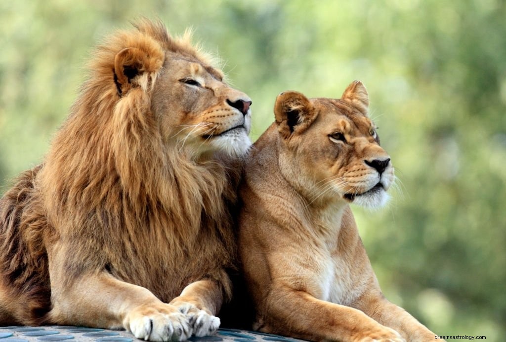 Löwe – Bedeutung und Symbolik von Träumen