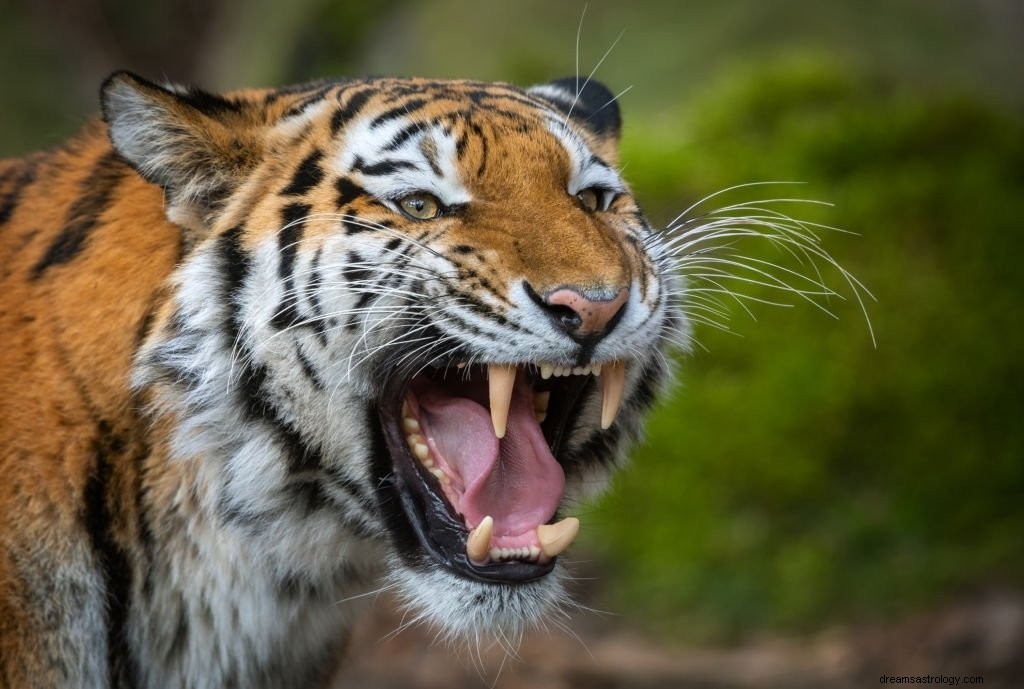Tiger – drömmening och symbolik