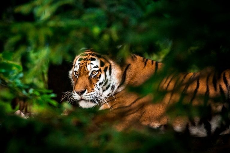 虎 – 夢の意味と象徴