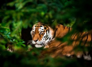 虎 – 夢の意味と象徴