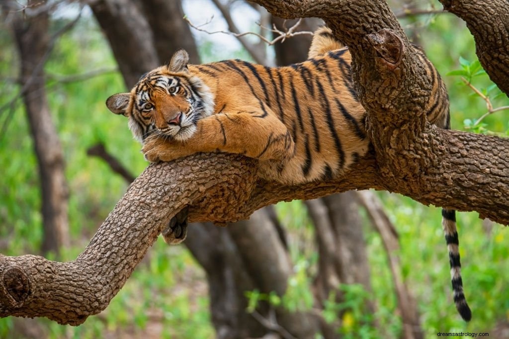 Tiger – drömmening och symbolik