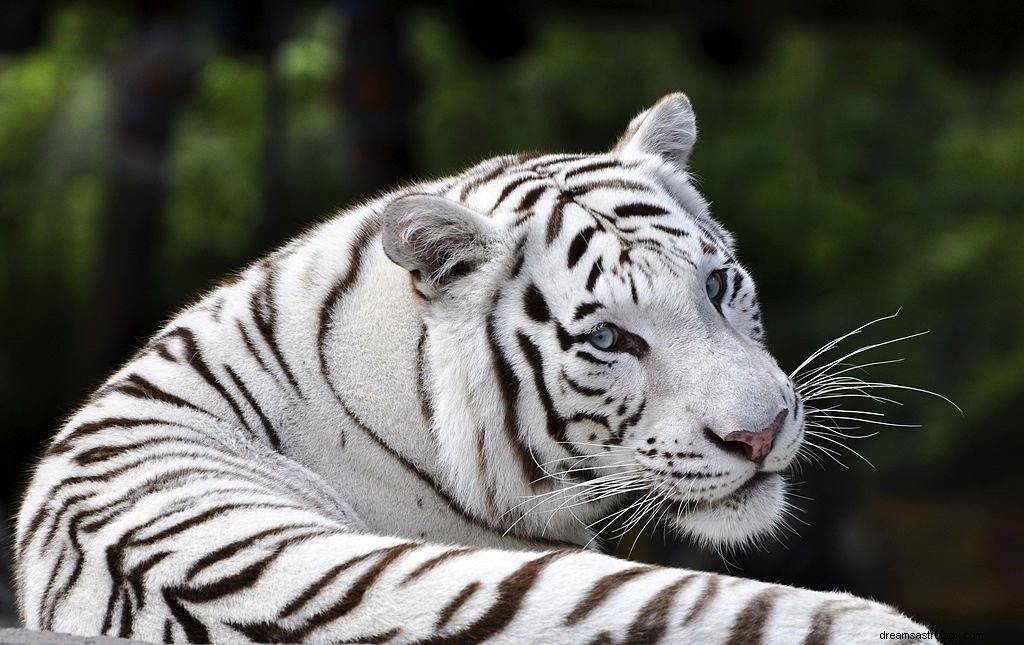 Tigre – Signification et symbolisme des rêves