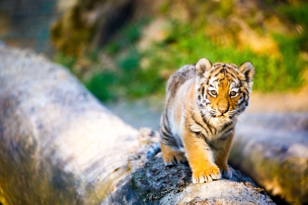 Tiger – Bedeutung und Symbolik von Träumen