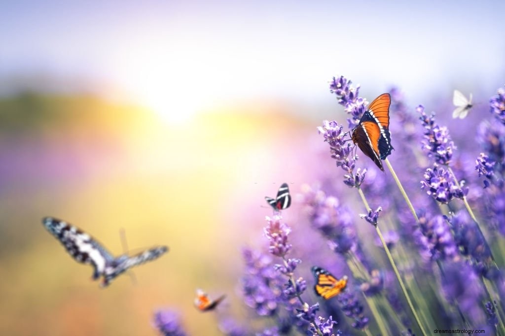 Papillon – Signification et symbolisme des rêves