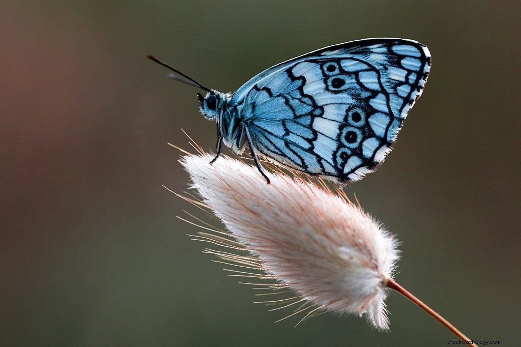 Motyl – znaczenie i symbolika snu