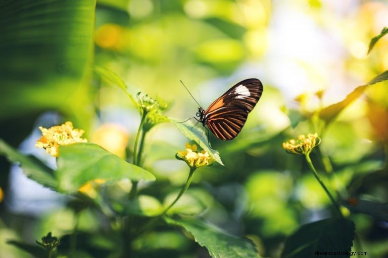 Borboleta – Significado e simbolismo dos sonhos