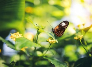 Mariposa – Significado y simbolismo de los sueños