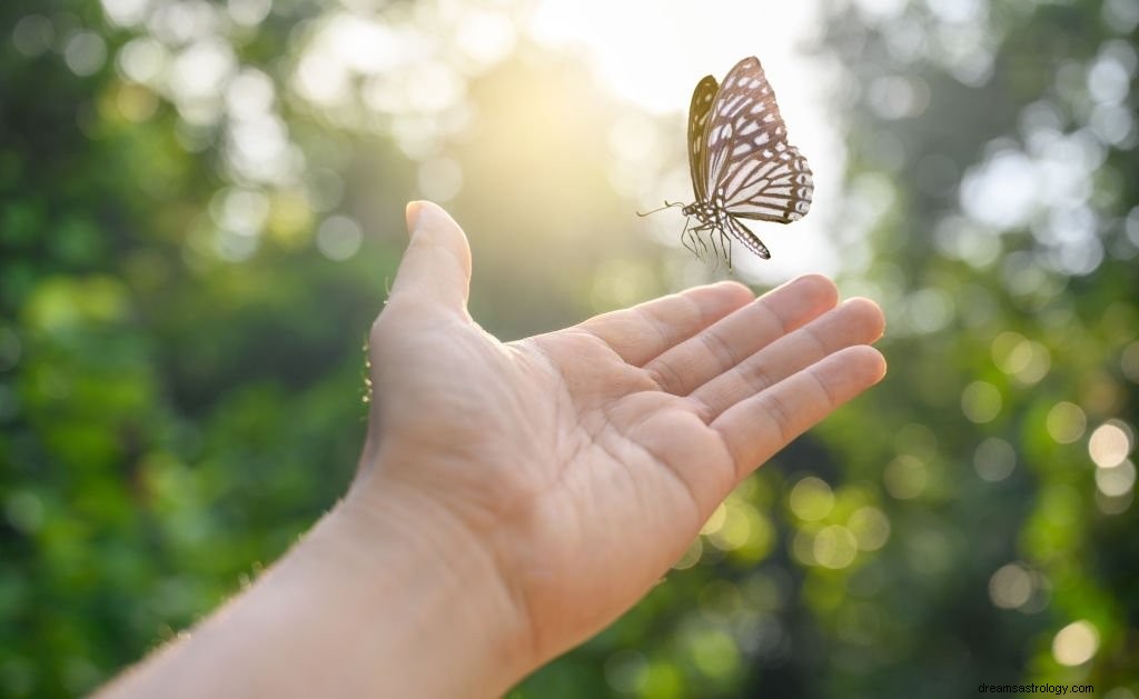 Schmetterling – Bedeutung und Symbolik von Träumen
