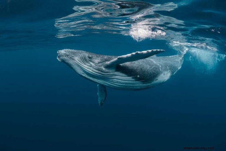 Velryba – význam snu a symbolika