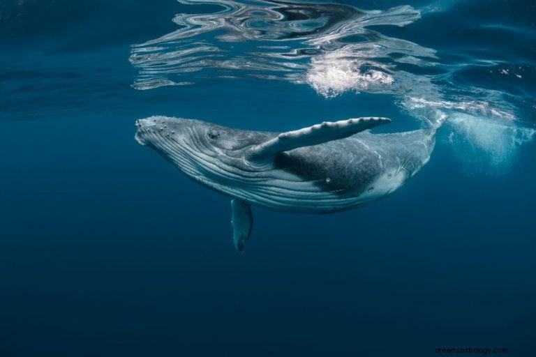 Baleine – Signification et symbolisme des rêves