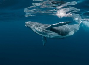 Baleine – Signification et symbolisme des rêves