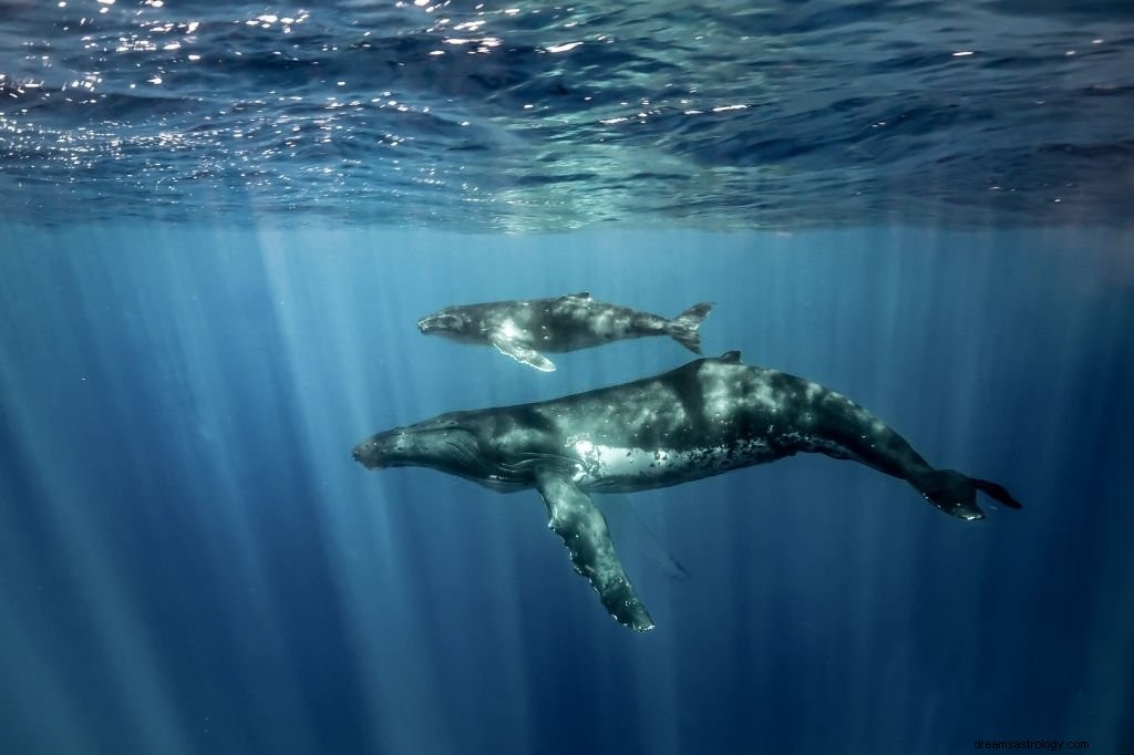Wal – Bedeutung und Symbolik von Träumen