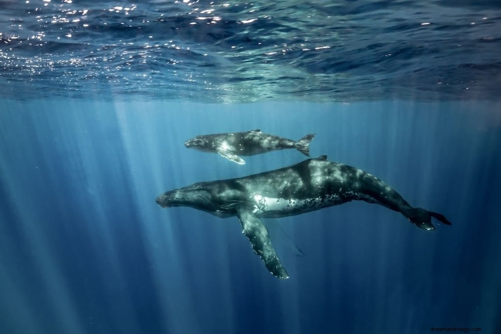 Walvis - Droombetekenis en symboliek