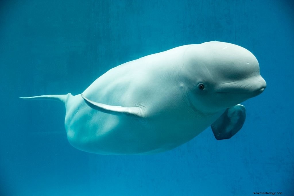 Baleine – Signification et symbolisme des rêves