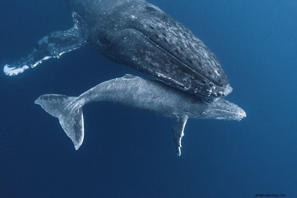 Φάλαινα – Όνειρο νόημα και συμβολισμός