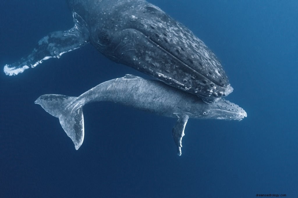 Ballena – Significado y simbolismo de los sueños