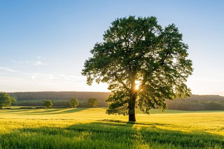 Træ – drømmebetydning og symbolik