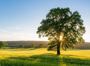 Árbol – Significado y simbolismo de los sueños