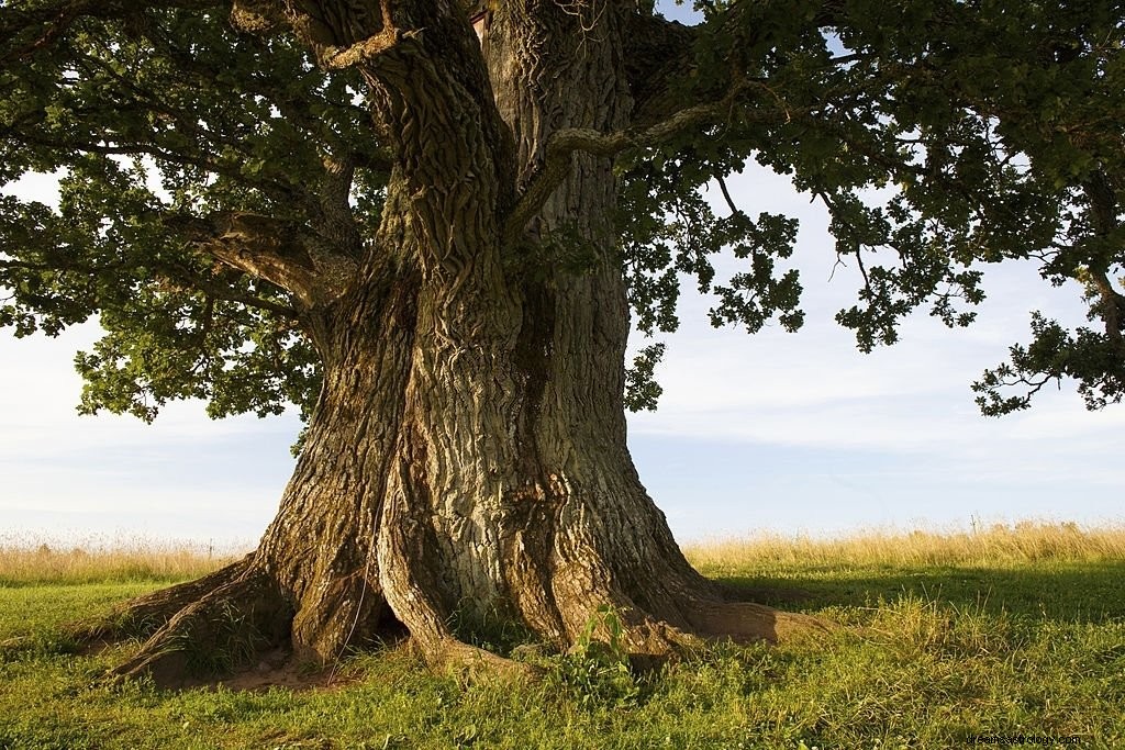 Drzewo – znaczenie i symbolika snu