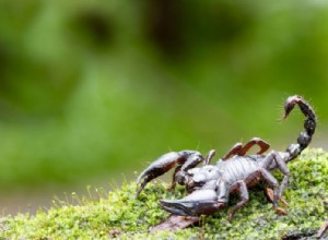 Escorpión – Significado y simbolismo de los sueños