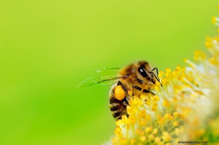 Pszczoła – znaczenie i symbolika snu