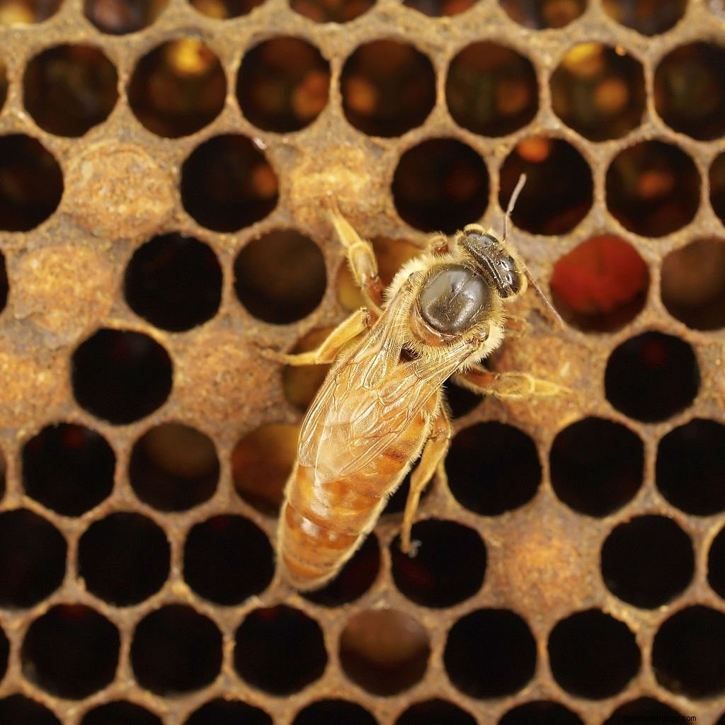 蜂 – 夢の意味と象徴