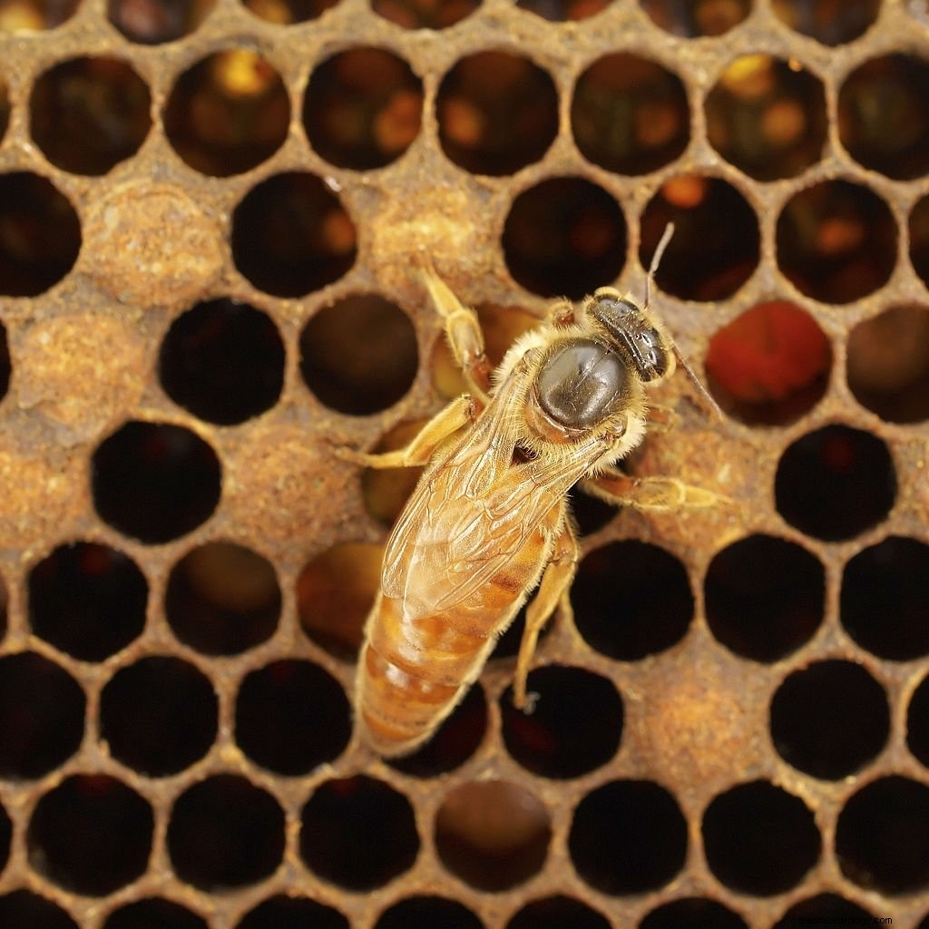 Abeja – Significado y simbolismo de los sueños