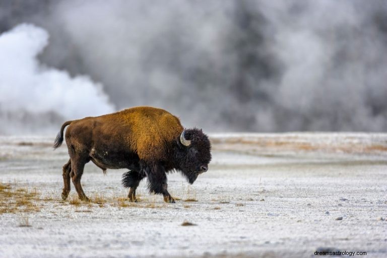 Ox – Betekenis en symboliek van dromen