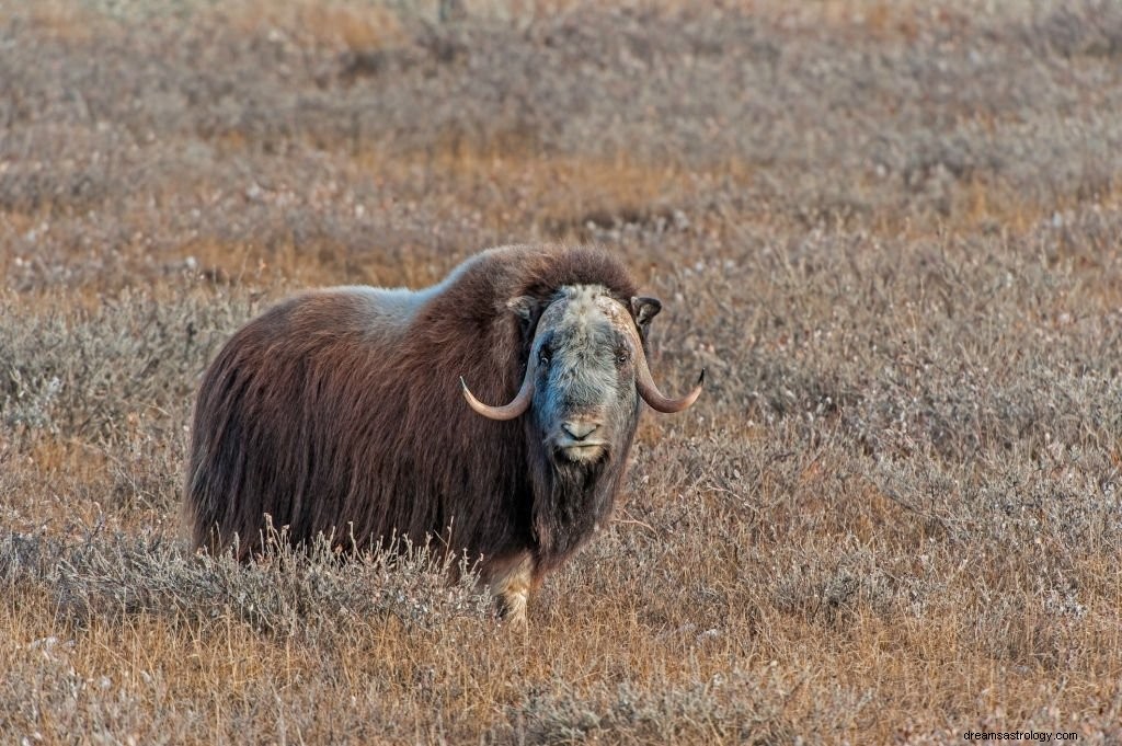 Buffle – Signification et symbolisme des rêves