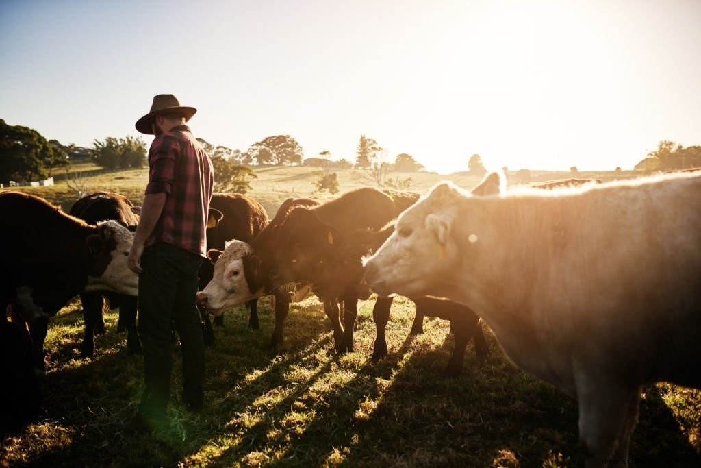 Ox – Betekenis en symboliek van dromen