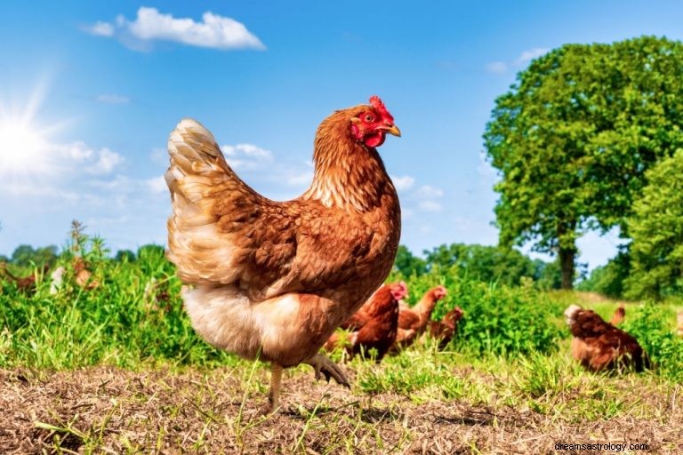 Κοτόπουλο – Όνειρο νόημα και συμβολισμός