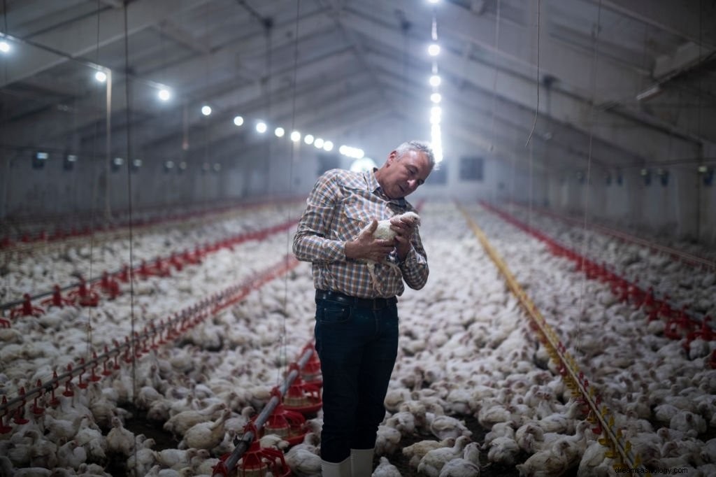 Huhn – Bedeutung und Symbolik von Träumen