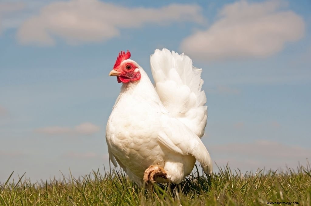 Kyckling – drömmening och symbolik