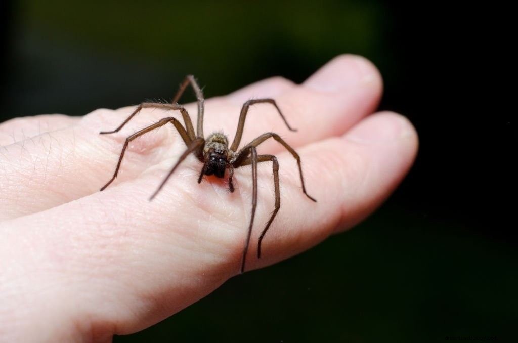 Τσιμπήματα αράχνης – νόημα και συμβολισμός ονείρου