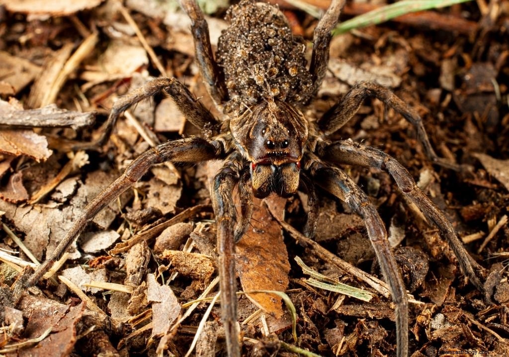 Les morsures d araignées – Signification et symbolisme des rêves