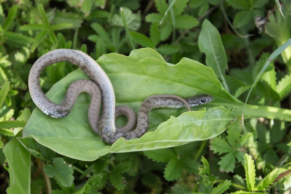 Serpiente gris – Significado y simbolismo de los sueños