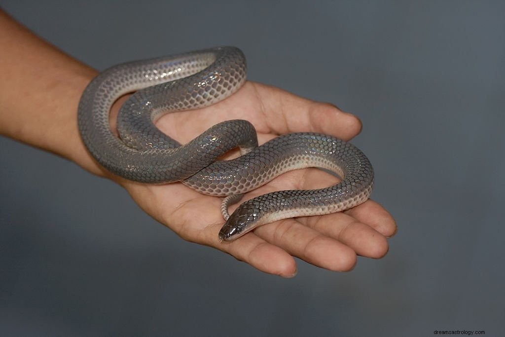 Grijze slang – Betekenis en symboliek van dromen