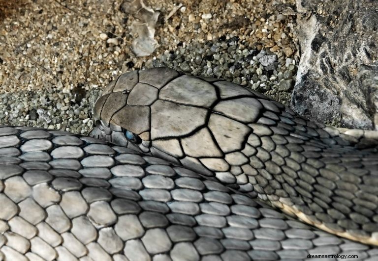 灰色の蛇 – 夢の意味と象徴