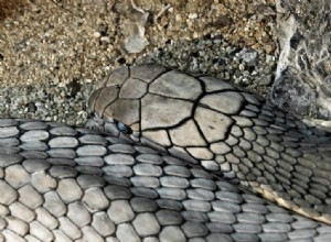 Serpiente gris – Significado y simbolismo de los sueños