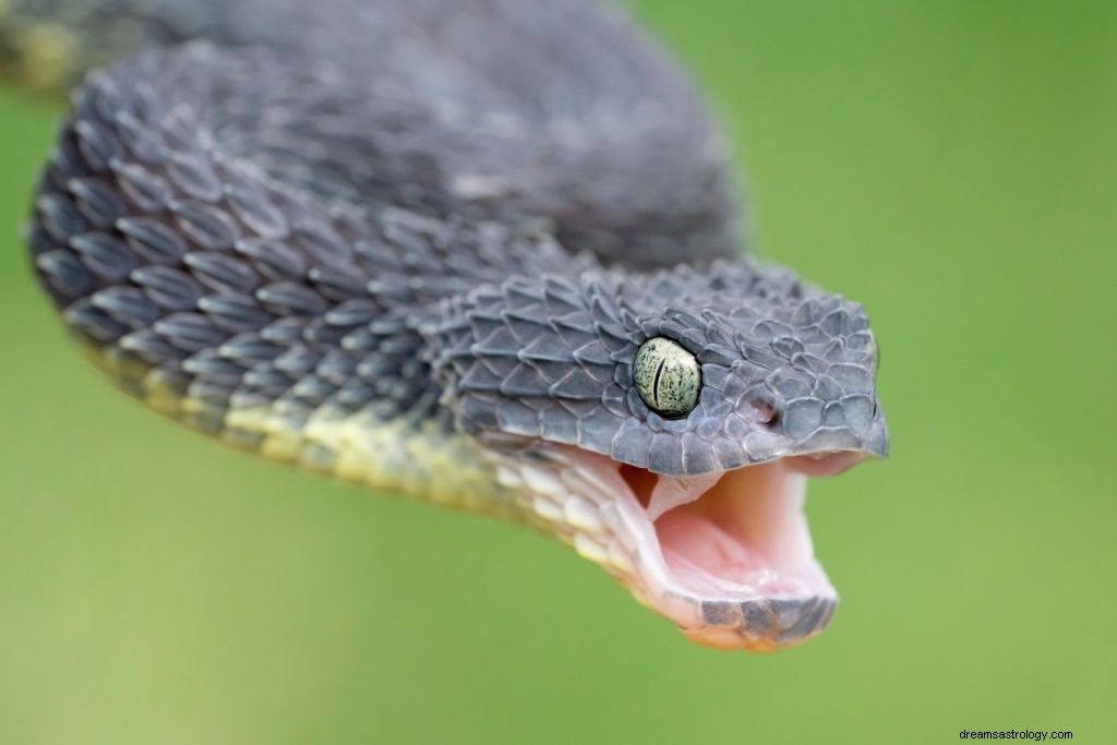 Grå orm – drömmening och symbolik