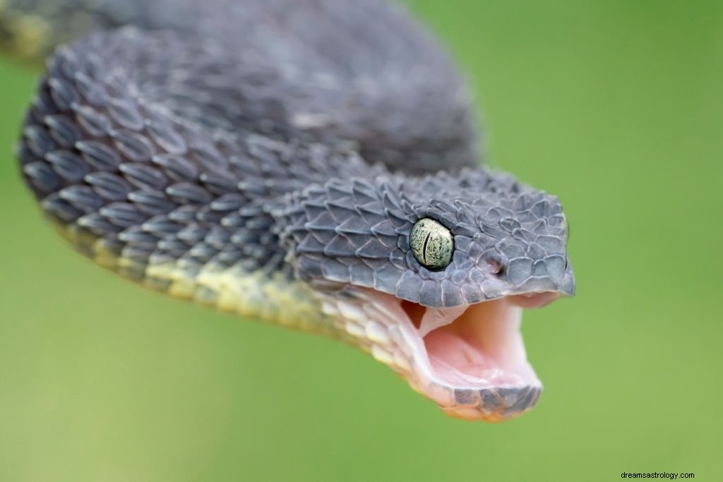 Serpiente gris – Significado y simbolismo de los sueños