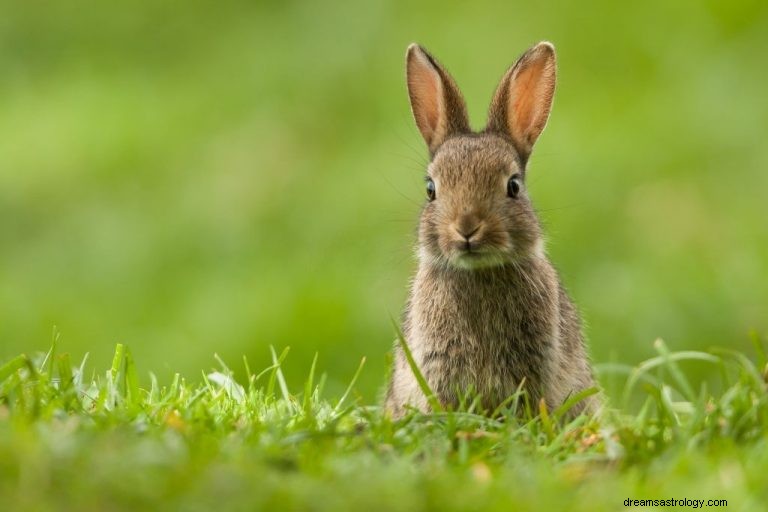 Lapin – Signification et symbolisme des rêves