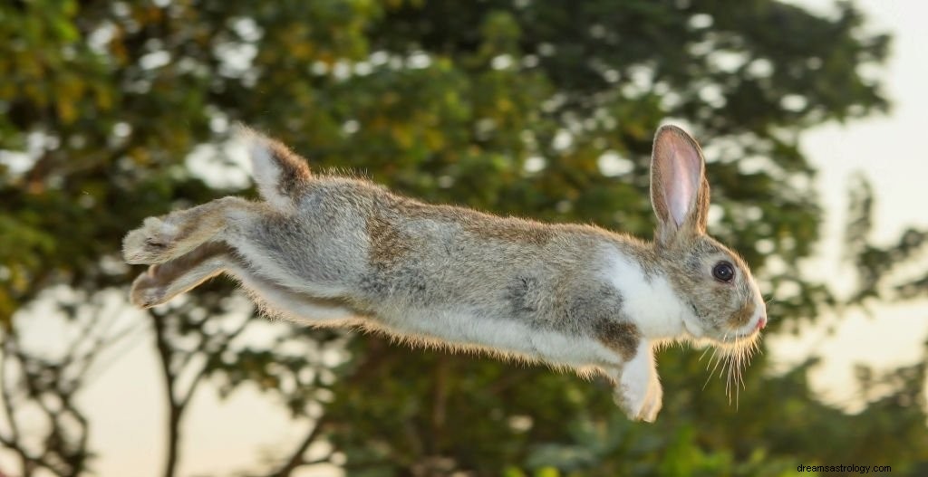 Kaninchen – Bedeutung und Symbolik von Träumen