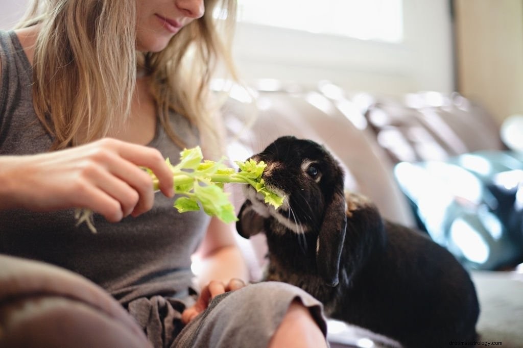 Kaninchen – Bedeutung und Symbolik von Träumen