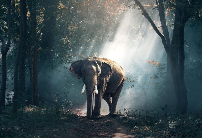 Elefant – drømmebetydning og symbolik