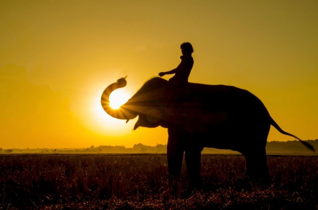 Éléphant – Signification et symbolisme des rêves