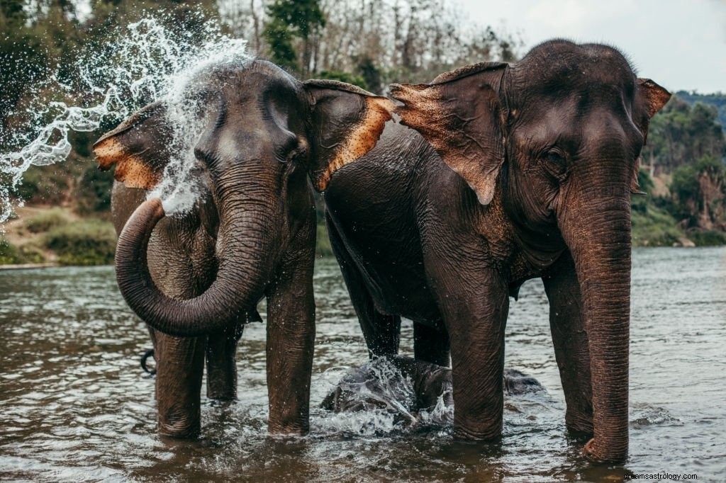 Elefante – Significado y simbolismo de los sueños