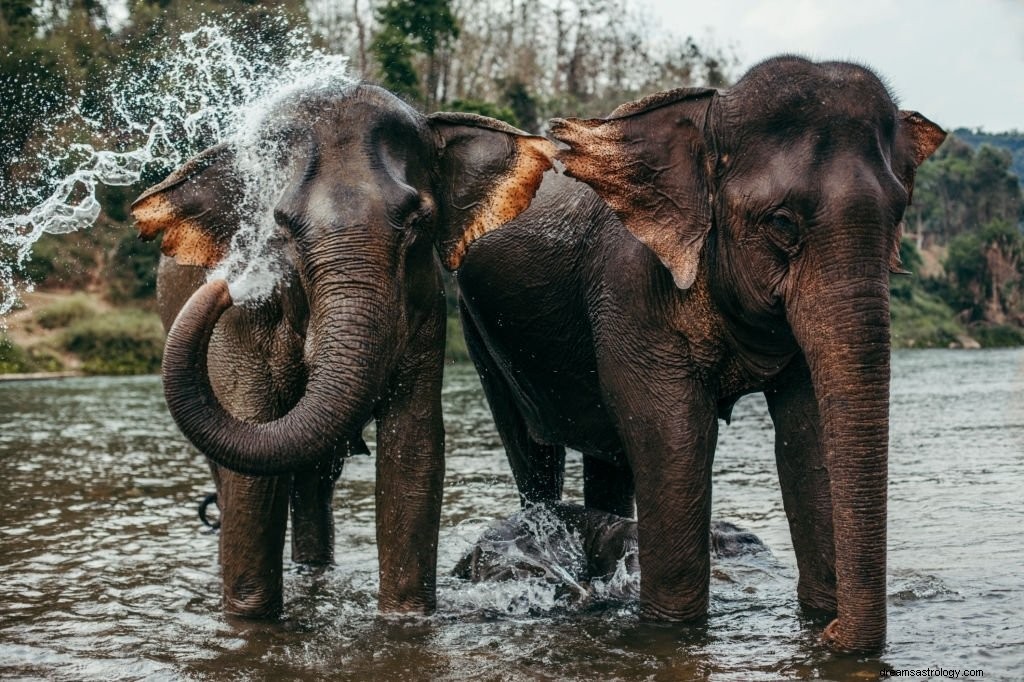 Olifant – Betekenis en symboliek van dromen